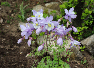 Aquilegia x hybrida Origami Columbine in the garden, known for the spurred petals of their flowers.