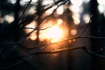 forest details at sunset