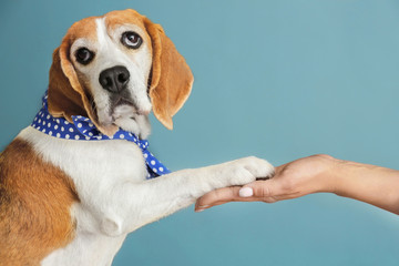 Cute funny dog giving paw to owner on grey background
