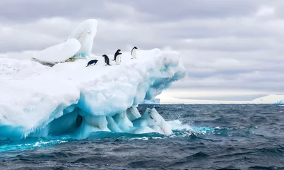 Photo sur Plexiglas Antarctique Une scène de la nature de l& 39 Antarctique, avec un groupe de cinq manchots Adélie sur un iceberg flottant dans les eaux glacées de la mer de Weddell, près de la péninsule de Tabarin, en Antarctique.