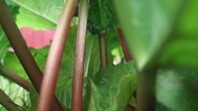 Close up of ripe, organic rhubarb leaves in garden.Spring time