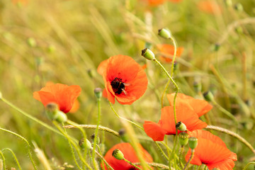 red poppy flower field