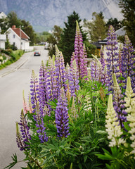 Norwegian fishing village, Reine Lofoten Norway