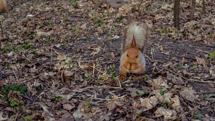 Wild squirrel eating nuts in the forest, close-up.