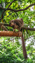 Monkeys in Singapore Botanic Garden