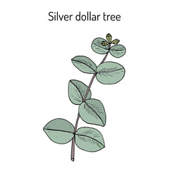Silver dollar tree (eucalyptus cinerea), or argyle apple, silver-leaf stringybark, medicinal plant