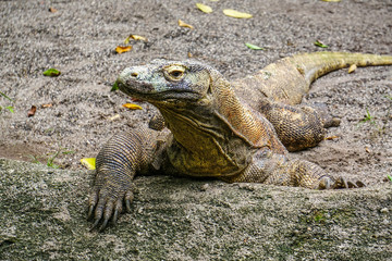 Komodo Dragon in the zoo