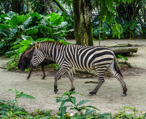 Fototapeta na wymiar Zebra relaxing in the zoo