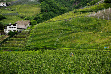 Landscape of vineyard in Italy. Spring landscape with green vineyards. Italian Landscape with vines on the hillside.