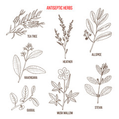 Best antiseptic herbs set - obrazy, fototapety, plakaty