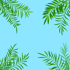 Fototapeta na wymiar Green summer tropical background with leaves of palm tree