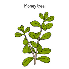 Money tree or jade plant (Crassula portulacea), medicinal plant
