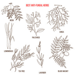 Best anti-fungal herbs set