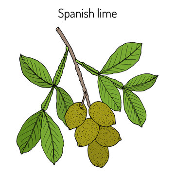Spanish lime (Melicoccus bijugatus)