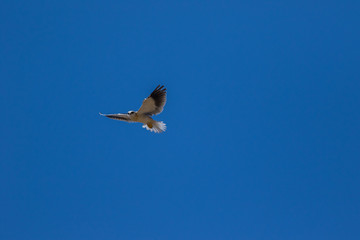 black-shouldered kite or black-winged kite flying around in a blue sky with a wings open at tal chappar, churu, rajasthan, india 
