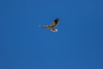 black-shouldered kite or black-winged kite flying around in a blue sky with a wings open at tal chappar, churu, rajasthan, india 