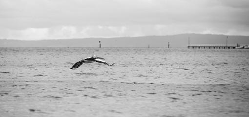 Pelicans at Indented Heads, Bellarine, Peninsula