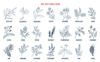 Fototapeta na wymiar Best anti-fungal herbs set