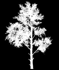 white small pine tree silhouette isolated on black
