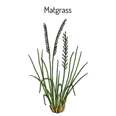 Matgrass (Nardus stricta), medicinal plant