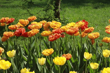 Several tulips and daffodils lit by the sun
