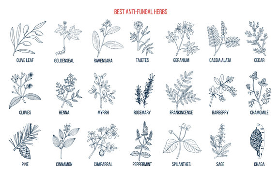Best anti-fungal herbs set