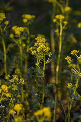 Several flowers lit by the sun on a blurred background of grass