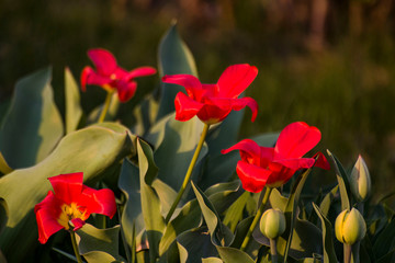 Several tulips and daffodils lit by the sun