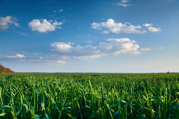 Young sprout of wheat in the field at evening. Beautiful sunset with dark blue sky, bright sunlight and clouds.
