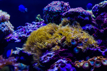 underwater world with bright algae