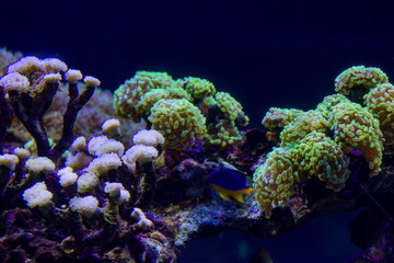 Naklejka na ściany i meble underwater world with bright algae