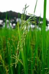 The rice grains are coming out.
