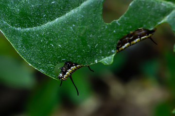 Worm eating leaves