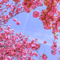 Beautiful sakura or cherry trees with pink flowers in spring against blue sky
