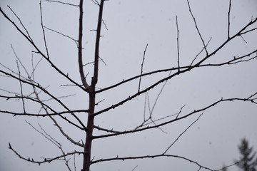 Fototapeta na wymiar branches of a tree on snow day