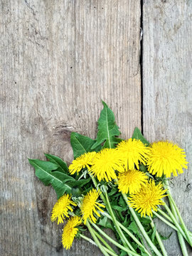 Bright yellow dandelion flowers on wooden background, background image