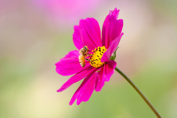 Fototapeta premium 秋桜と蜜蜂