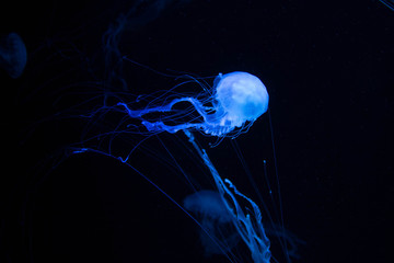 Beautiful blue jellyfish on the ocean floor