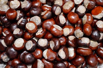 Kasztany - Chestnuts