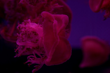Beautiful pink jellyfish on the ocean floor