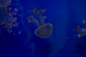 Exotic jellyfish floating in the ocean.