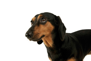 Portrait of an adorable Dachshund looking up curiously