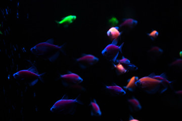 Exotic colored fish for text