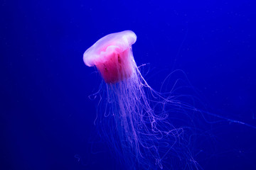Beautiful pink jellyfish on the ocean floor