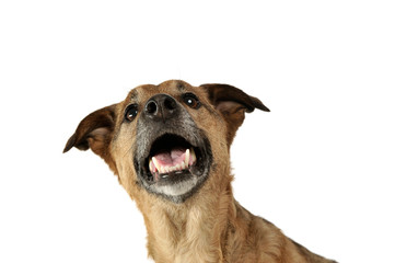 Portrait of a cute mixed breed dog puppy looking up curiously