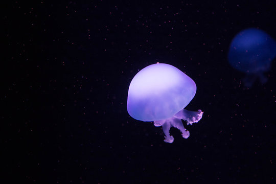 Exotic jellyfish floating in the ocean.
