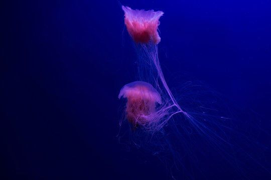 Beautiful pink jellyfish on the ocean floor