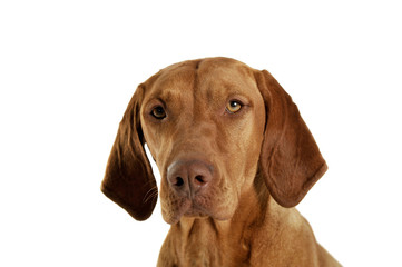 Portrait of an adorable magyar vizsla looking calm