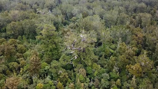 Aerial top view of a giant kauri tree in Waipoua Forest , New Zealand