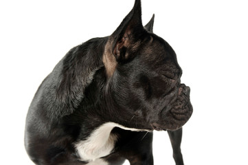 Studio shot of an adorable French Bulldog standing with closed eyes